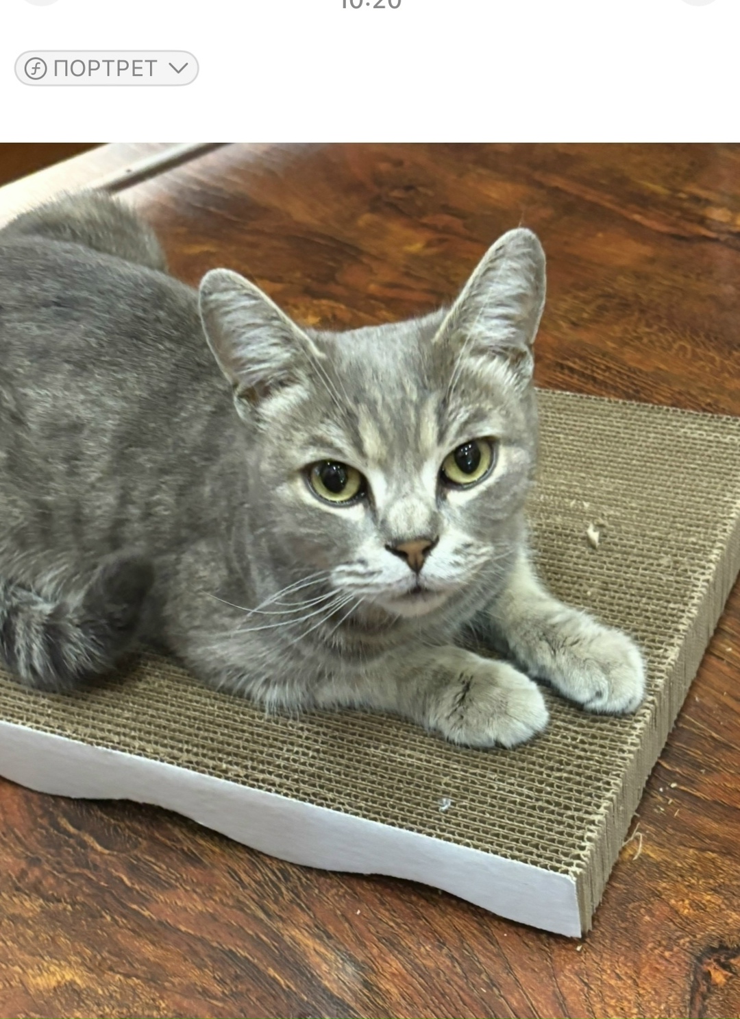 Найдена кошка в Сургуте — фото объявления