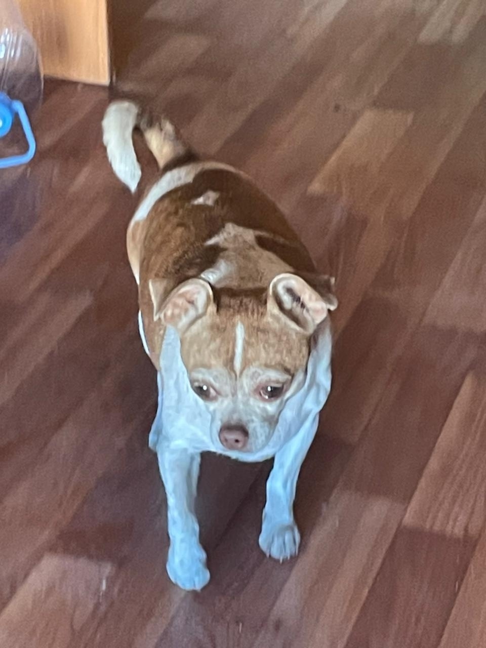 Найдена собака в Сургуте — фото объявления