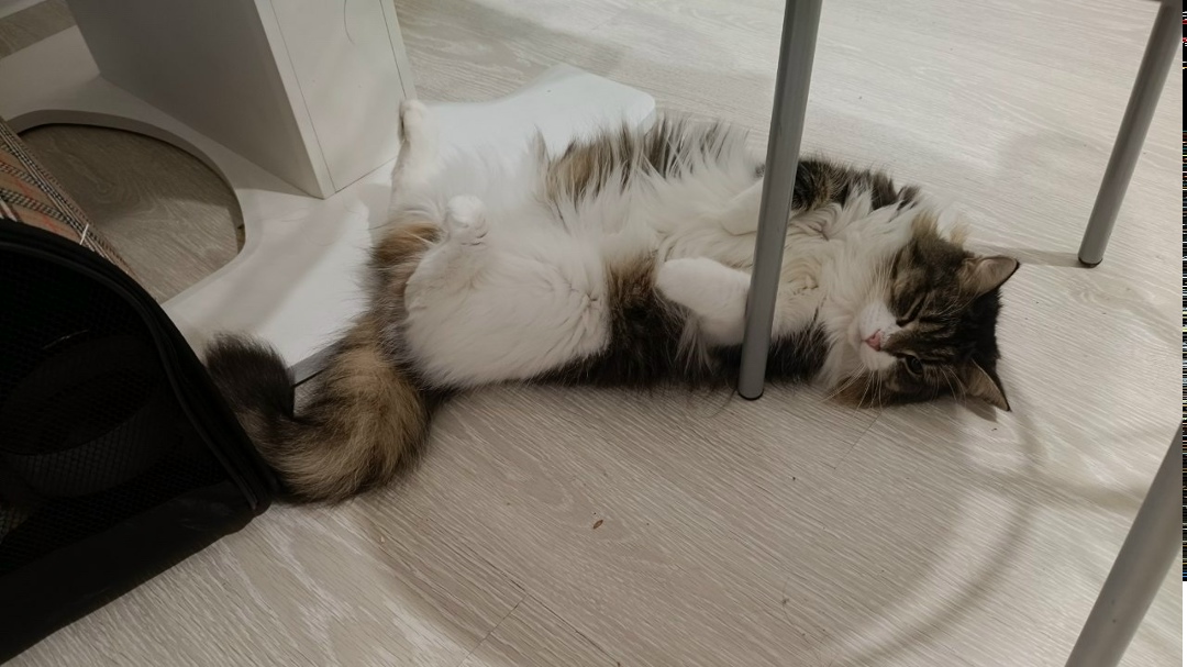 Пропала кошка в Сургуте — фото объявления