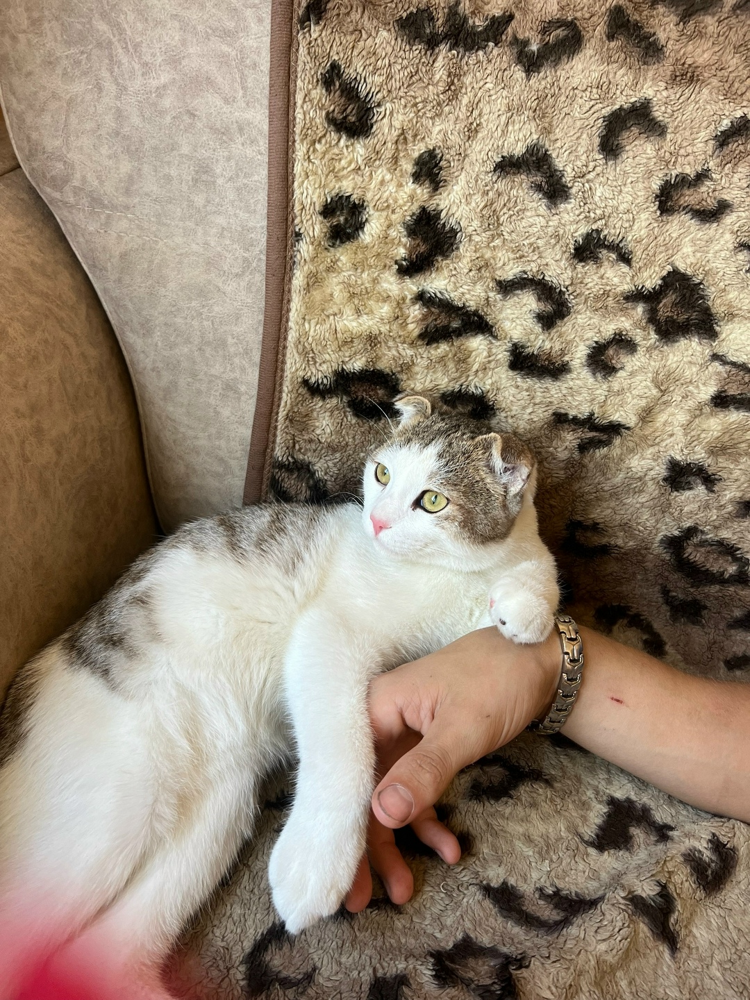 Найдена кошка в Сургуте — фото объявления