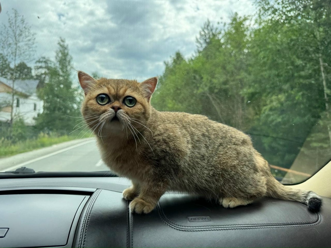 Пропала кошка в Сургуте — фото объявления