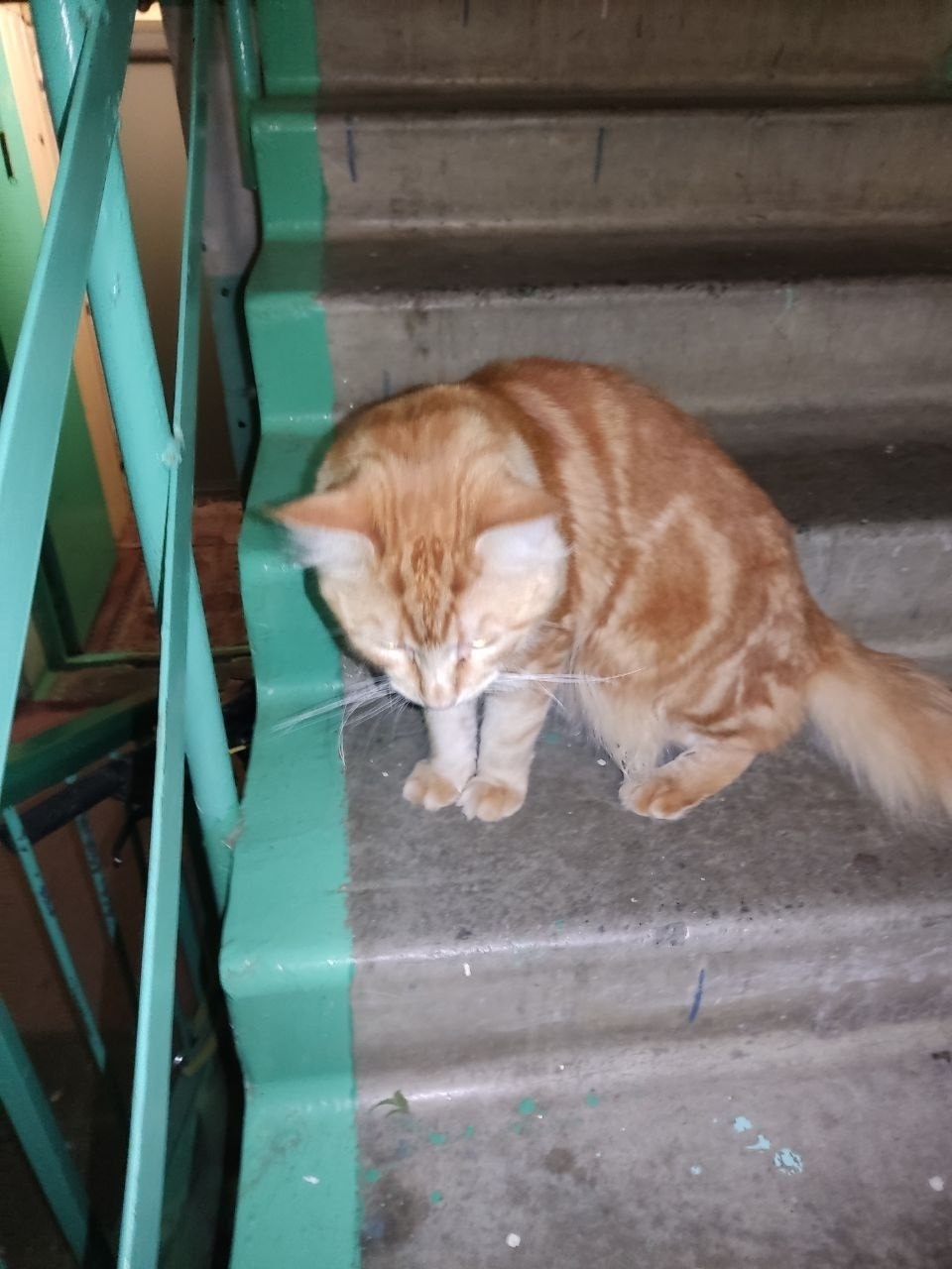 Найдена собака в Сургуте — фото объявления