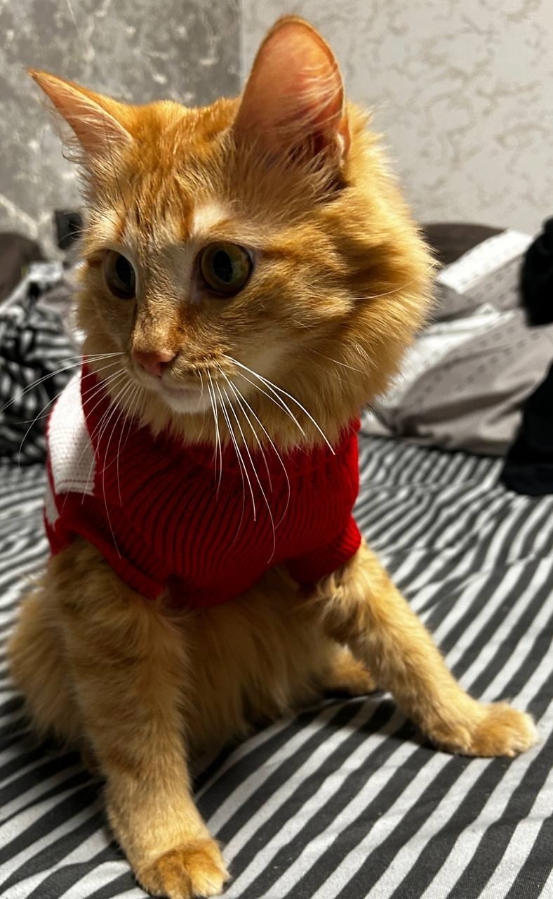 Пропала кошка в Сургуте — фото объявления