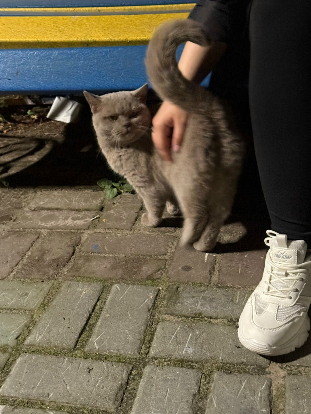 Найдена кошка в Сургуте — фото объявления