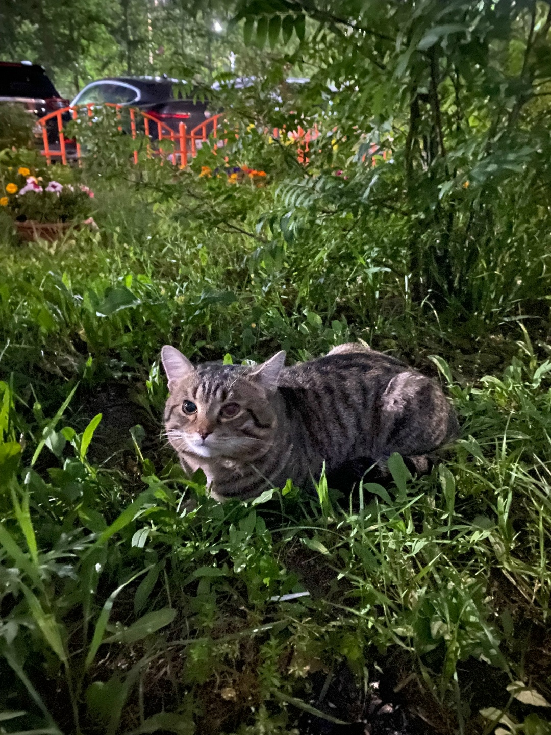 Найдена кошка в Сургуте — фото объявления