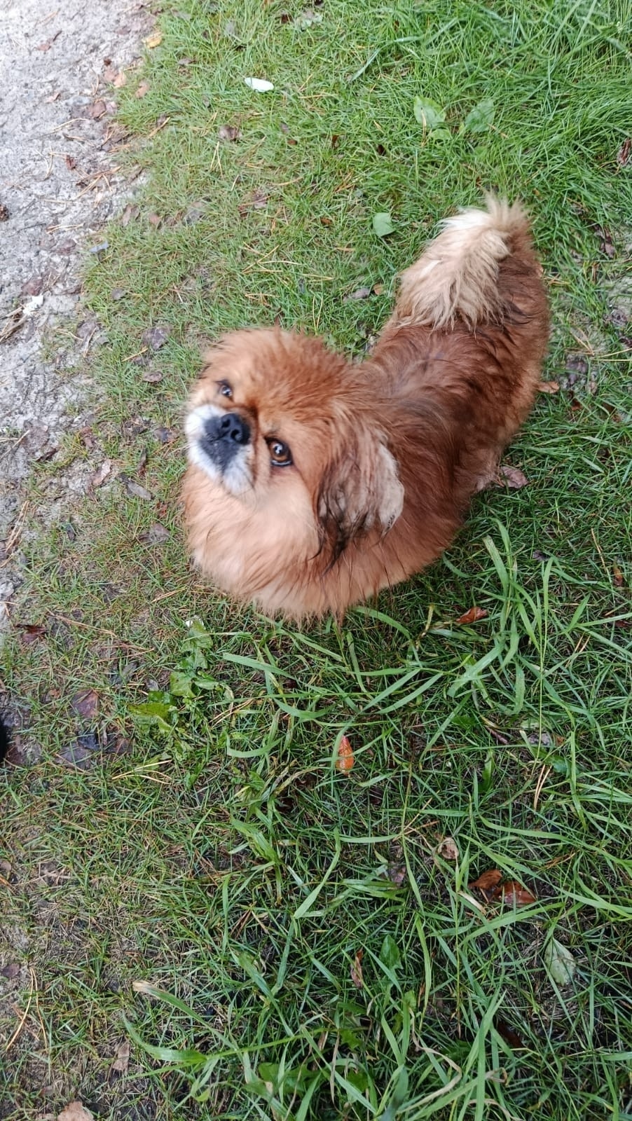 Пропала собака в Сургуте — фото объявления