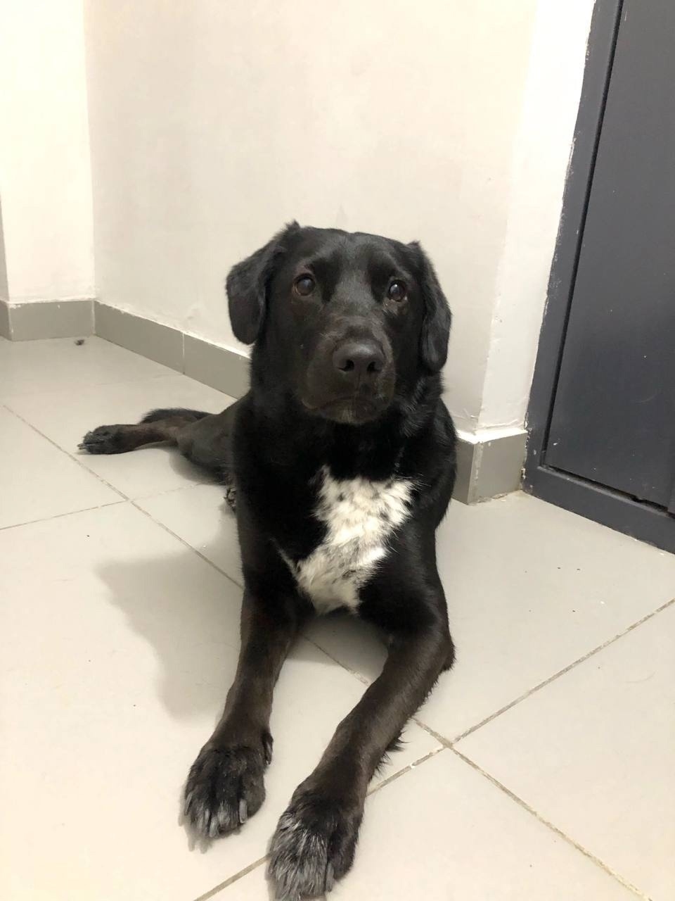 Пропала собака в Сургуте — фото объявления