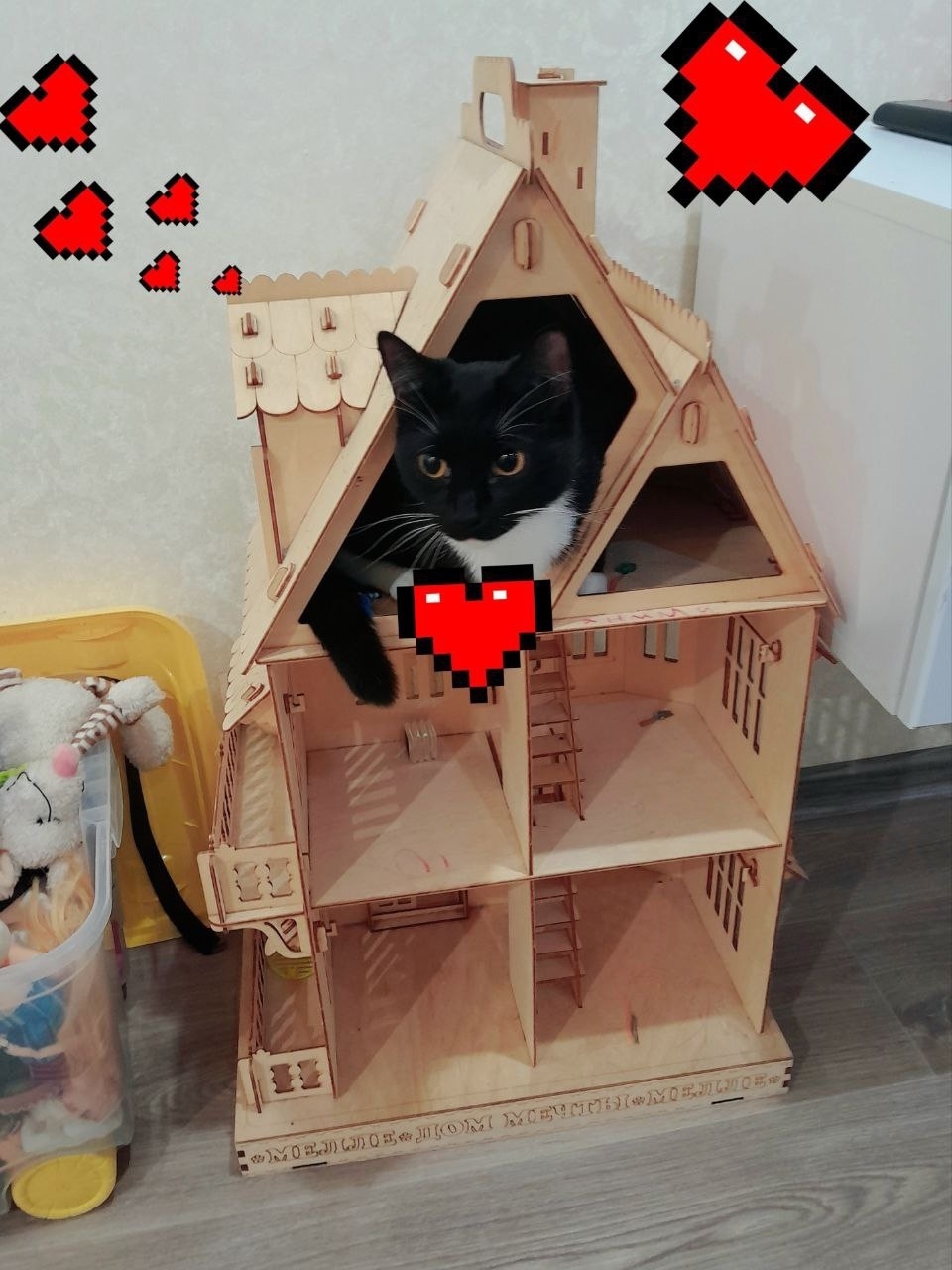 Найдена кошка в Сургуте — фото объявления