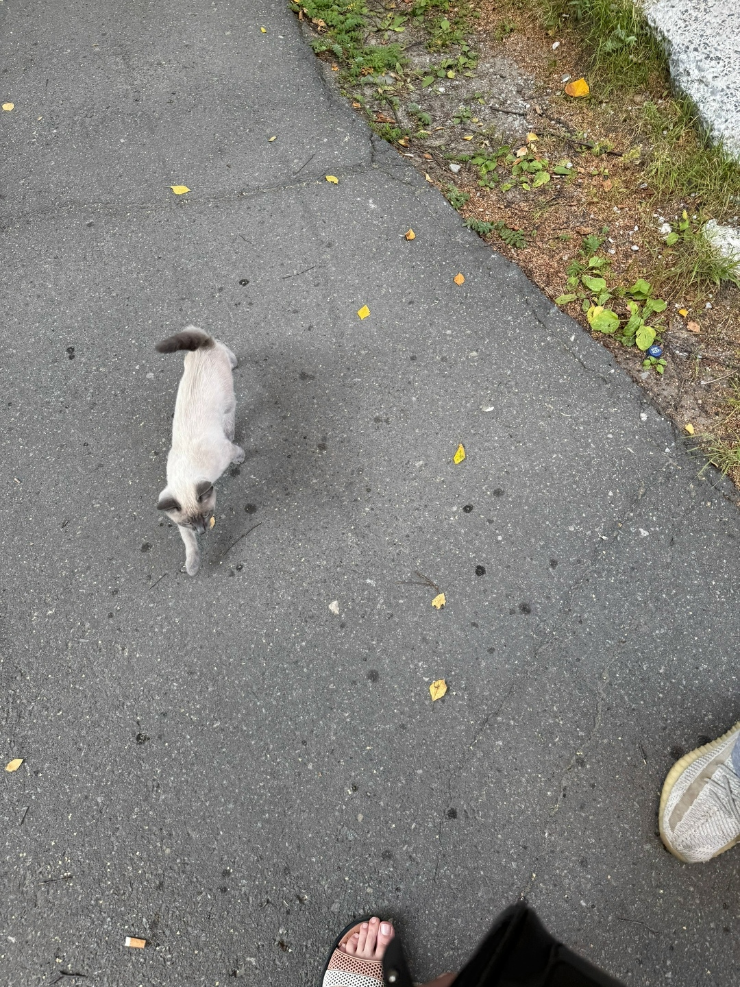 Пропала кошка в Сургуте — фото объявления