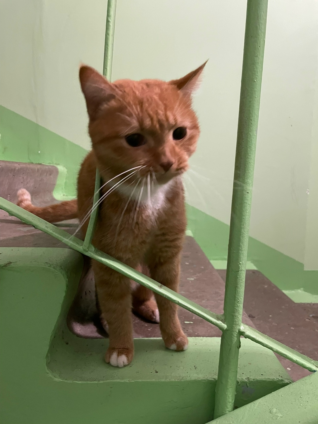 Найдена кошка в Сургуте — фото объявления