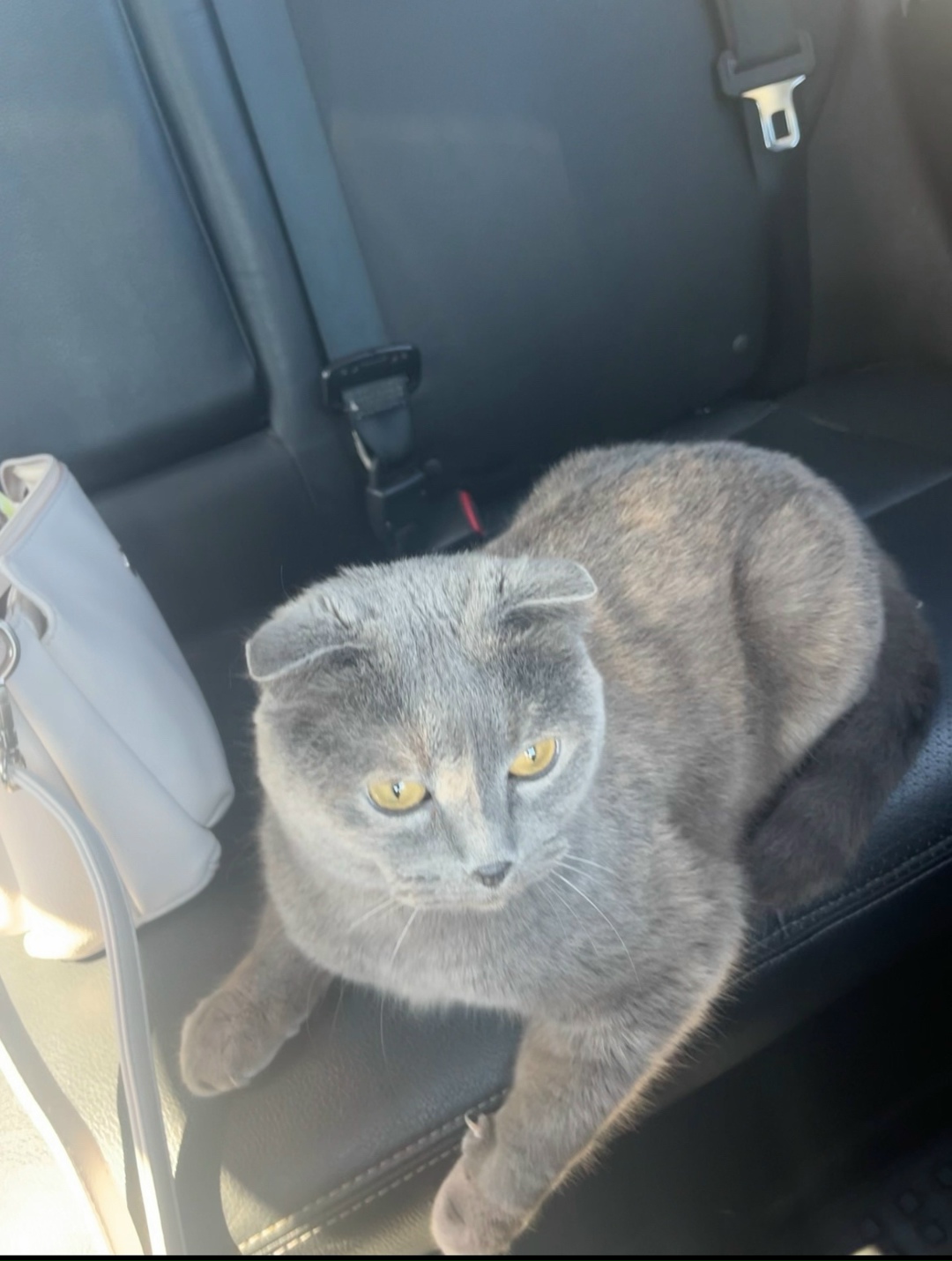 Пропала кошка в Сургуте — фото объявления