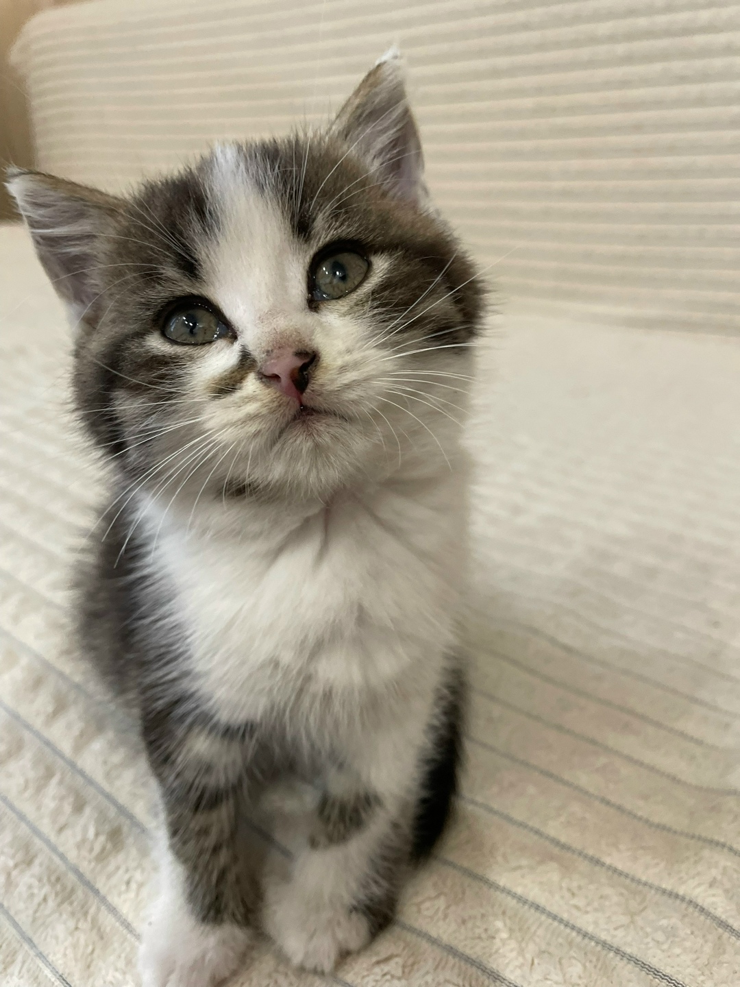 Найдена кошка в Сургуте — фото объявления