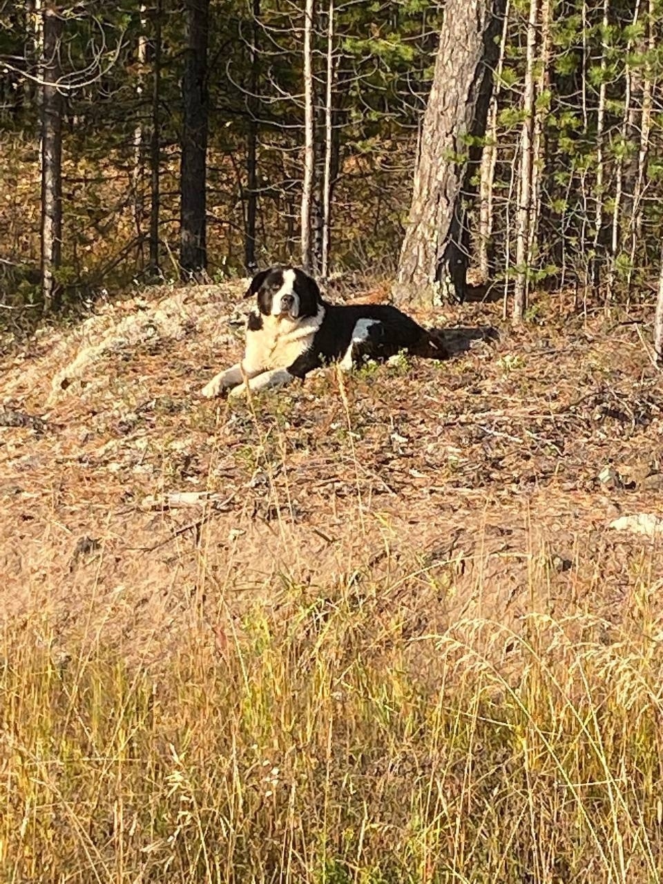 Найдена собака в Сургуте — фото объявления