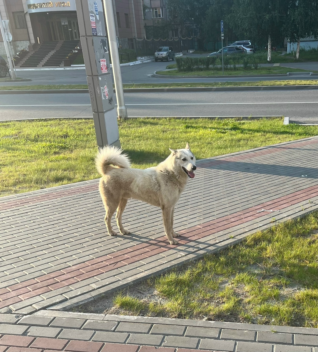 Пропала собака в Сургуте — фото объявления