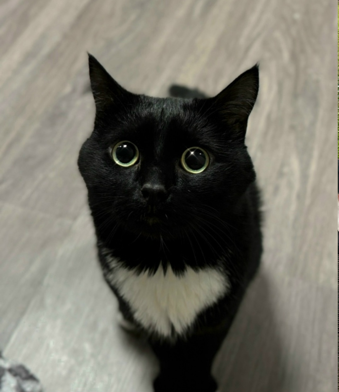 Пропала собака в Сургуте — фото объявления