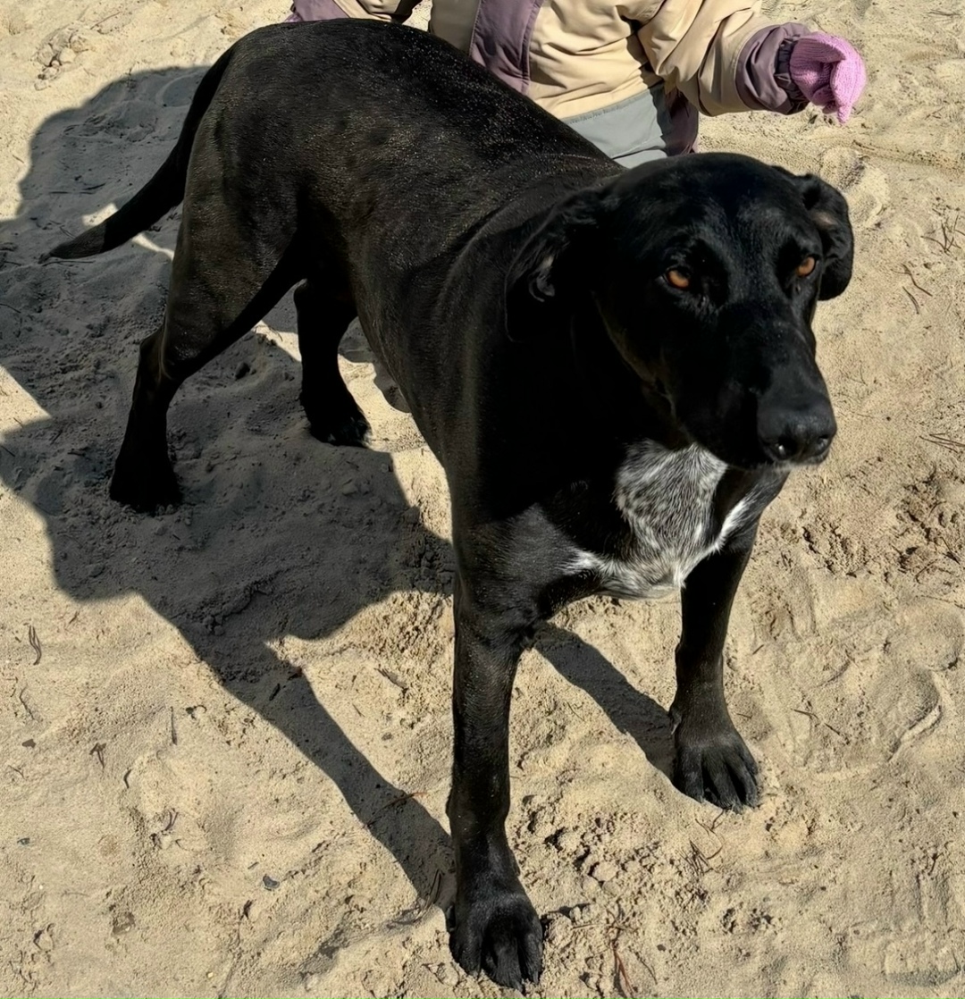 Пропала собака в Сургуте — фото объявления