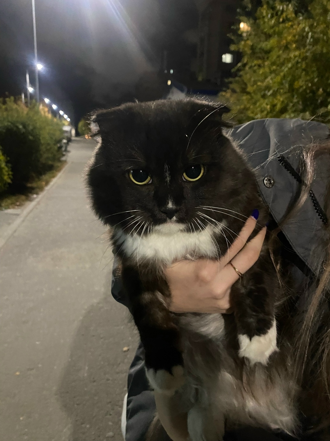 Найдена кошка в Сургуте — фото объявления