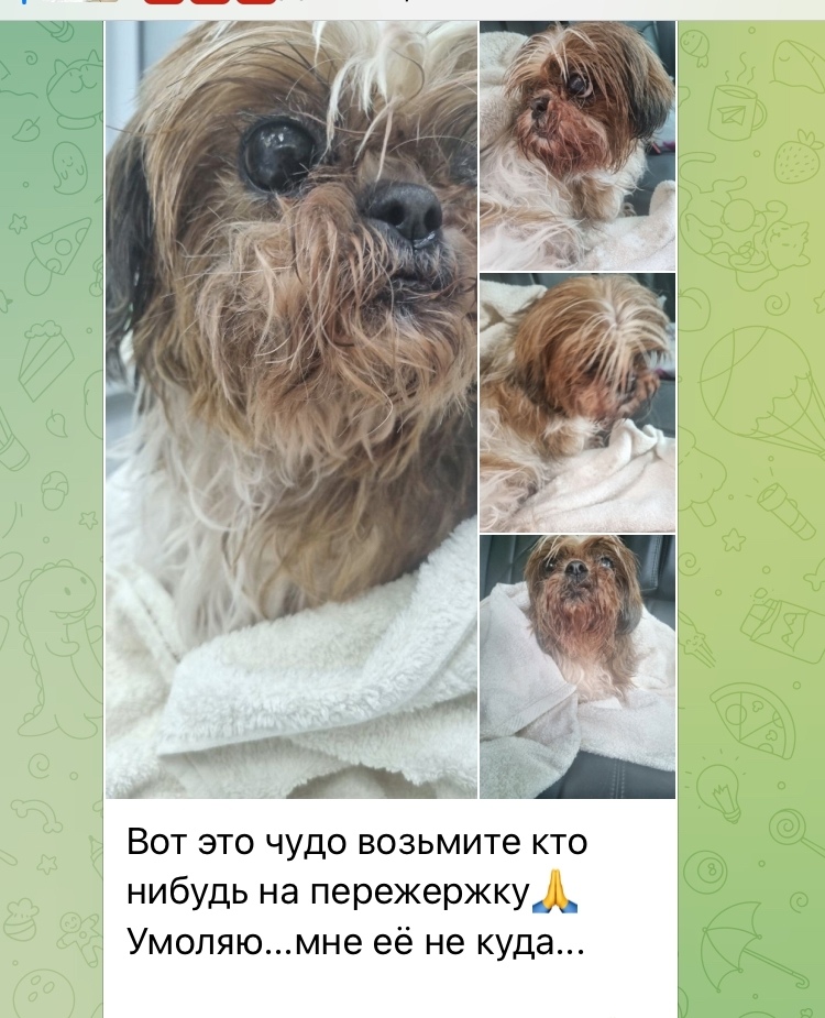 Найдена собака в Сургуте — фото объявления