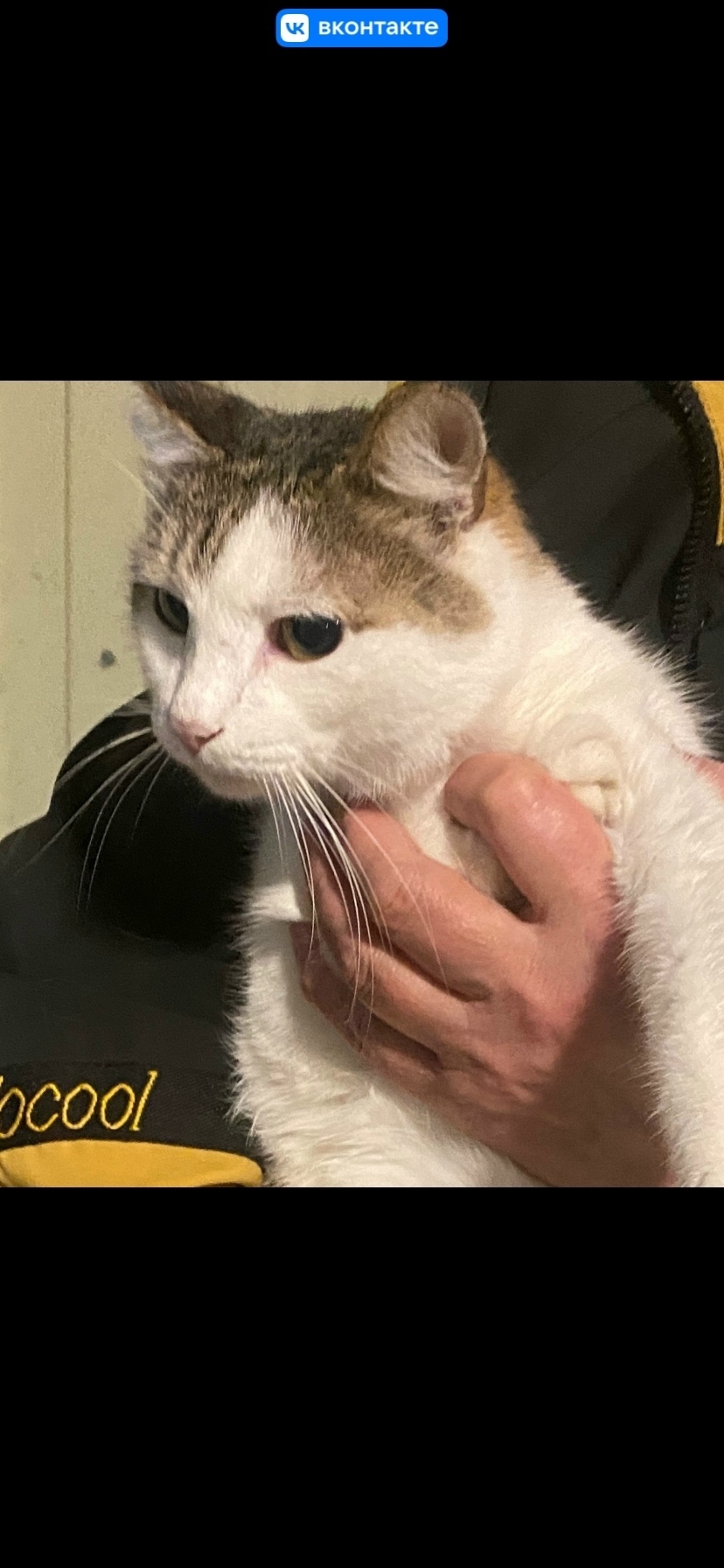 Найдена кошка в Сургуте — фото объявления