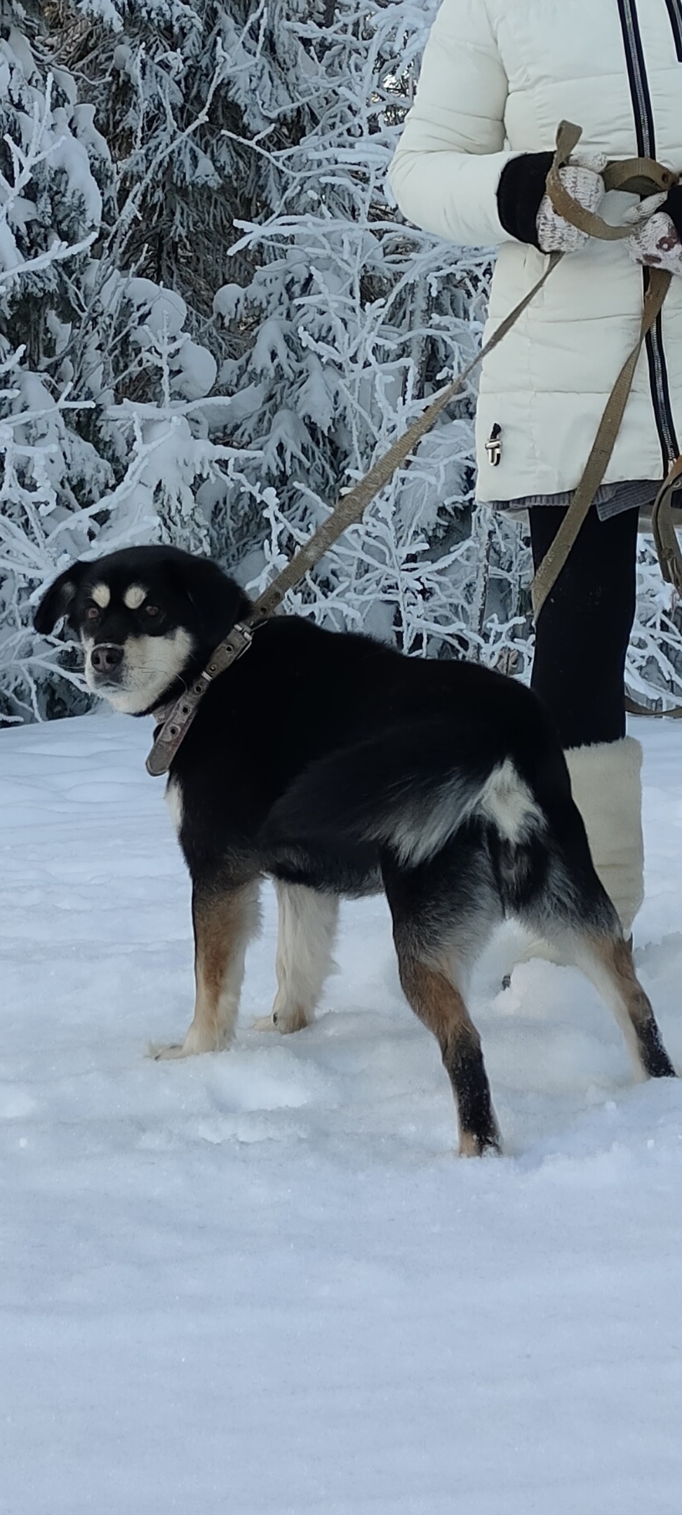 Пропала собака в Сургуте — фото объявления