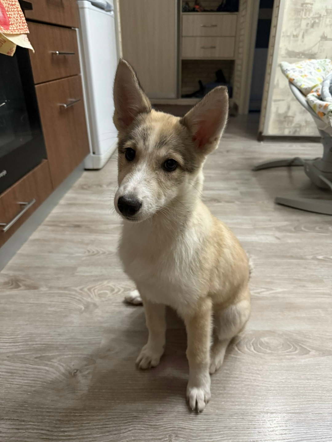 Найдена собака в Сургуте — фото объявления