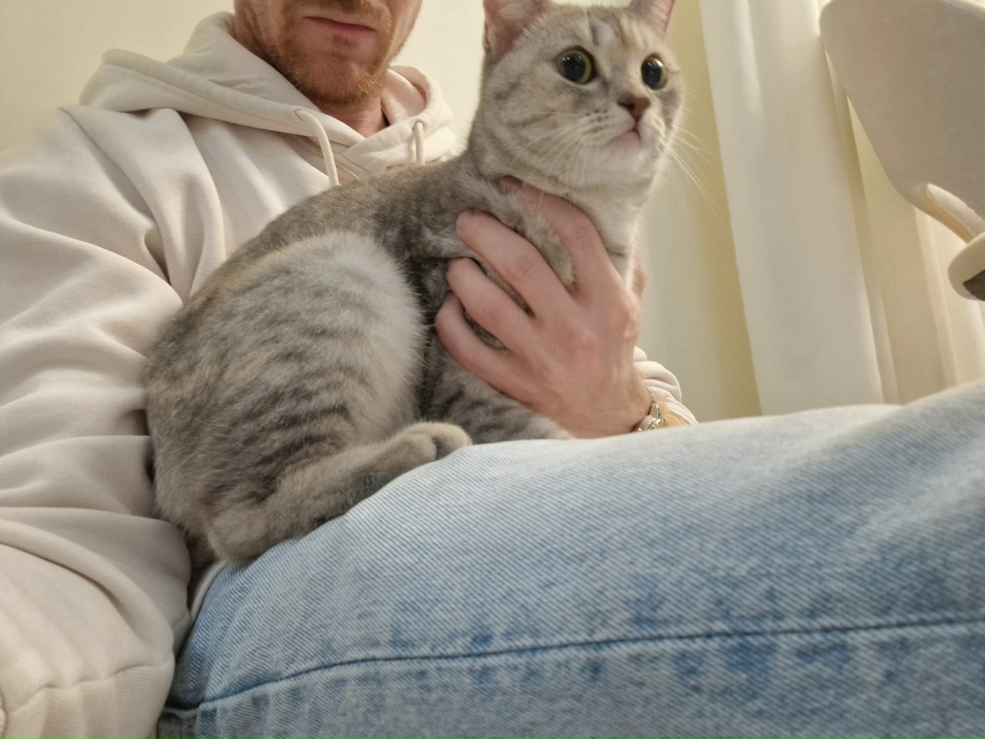 Найдена кошка в Сургуте — фото объявления