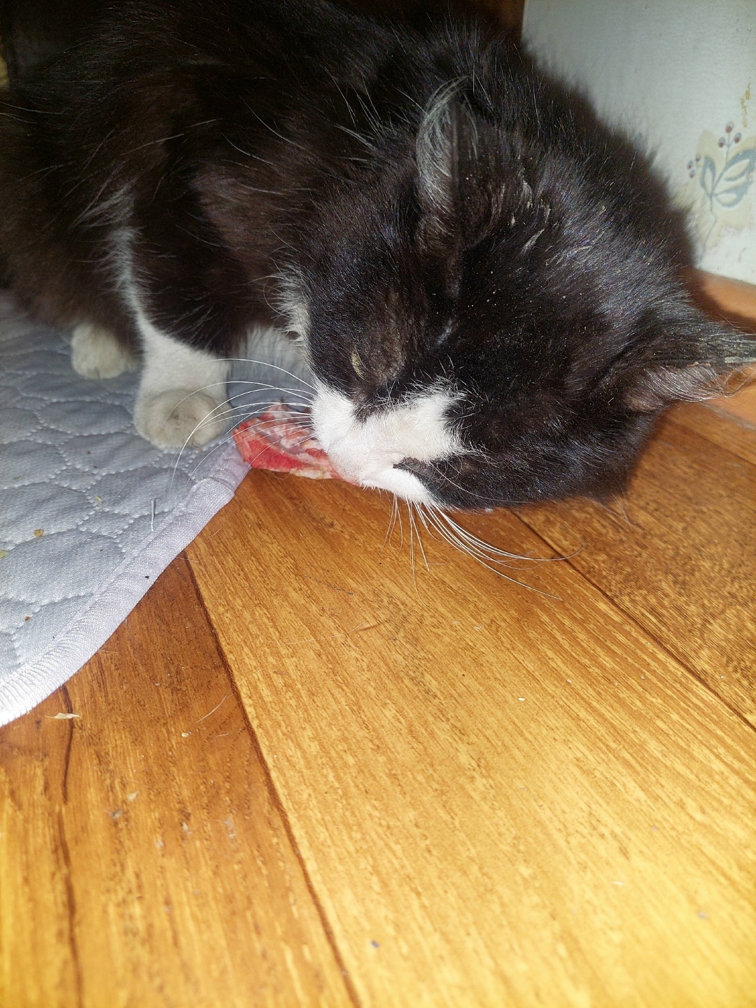 Найдена собака в Сургуте — фото объявления