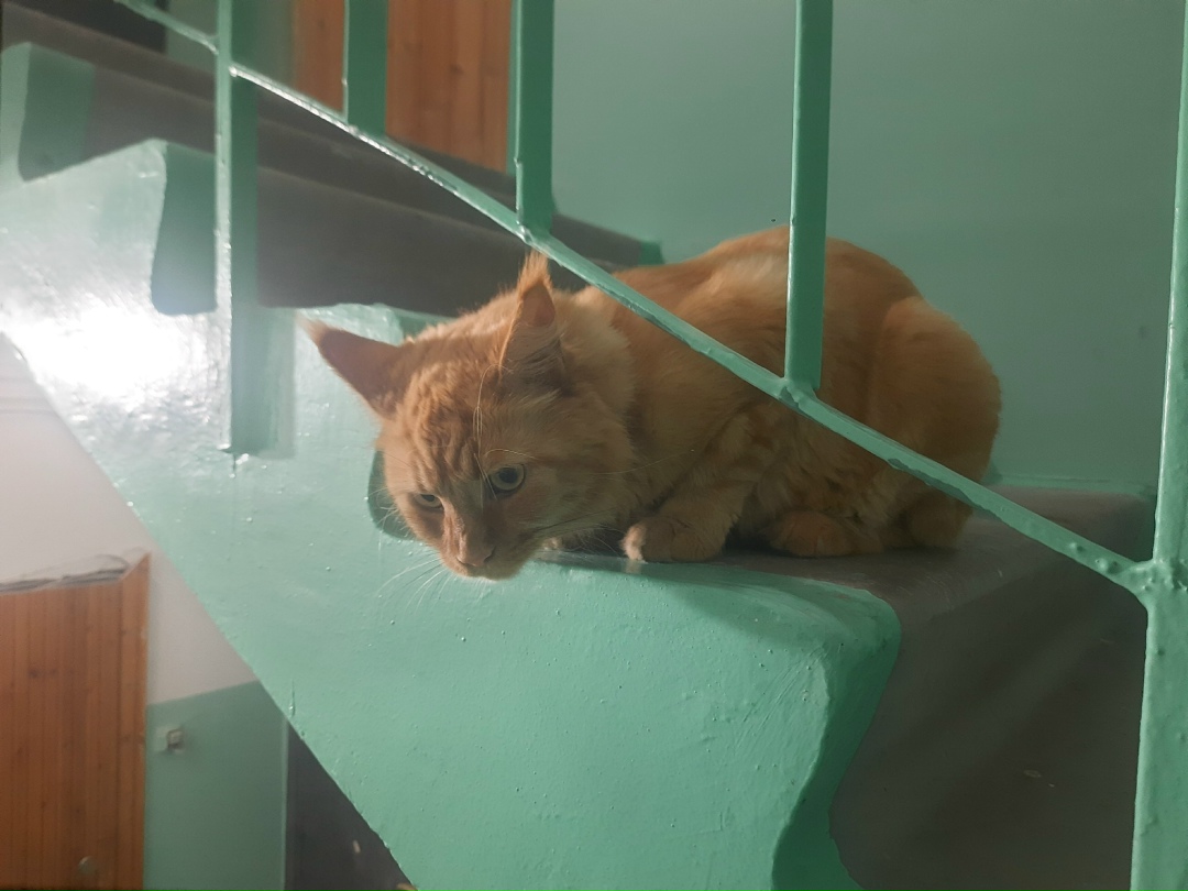 Найдена кошка в Сургуте — фото объявления