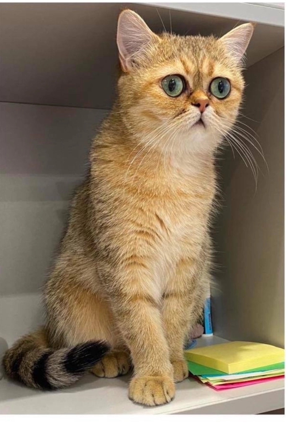 Пропала кошка в Сургуте — фото объявления