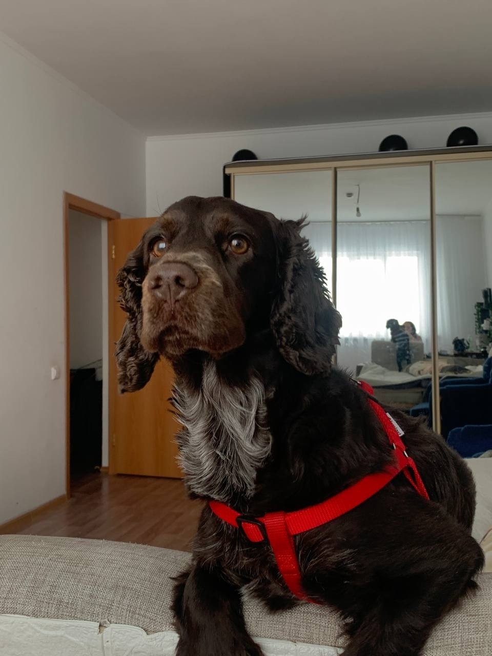 Пропала собака в Сургуте — фото объявления