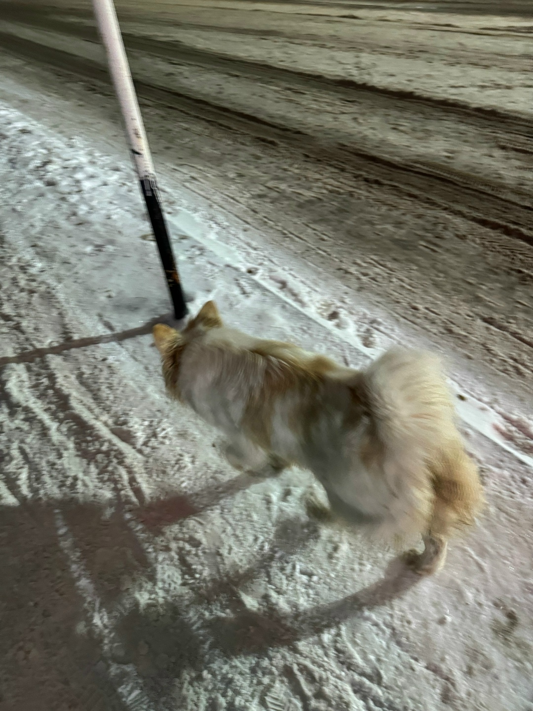 Пропала собака в Сургуте — фото объявления