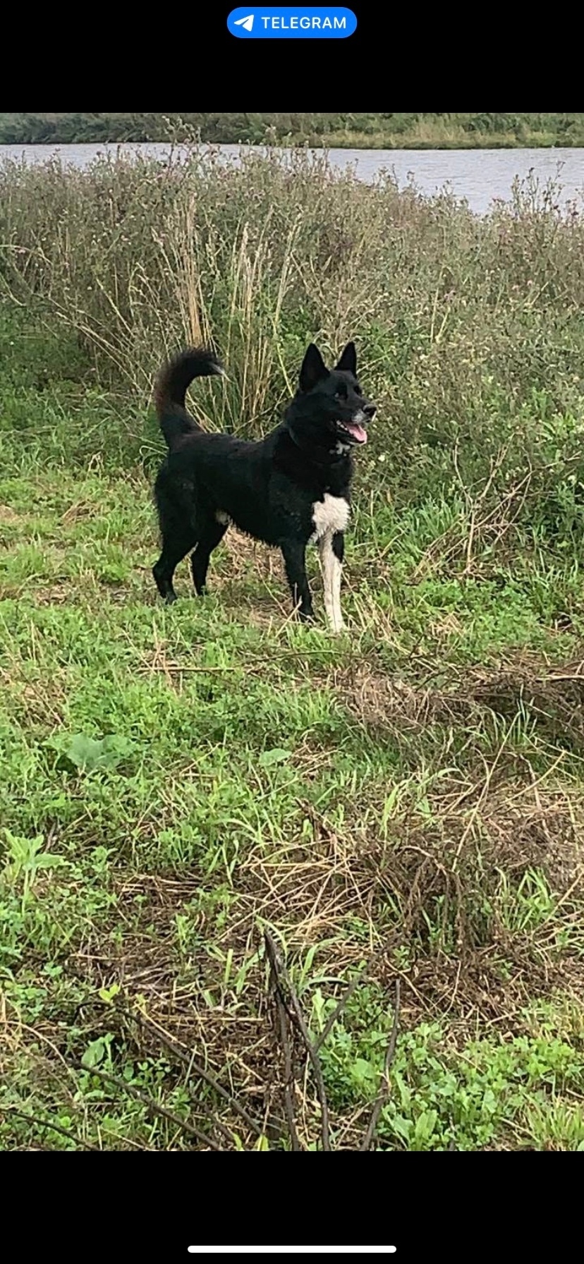 Пропала собака в Сургуте — фото объявления
