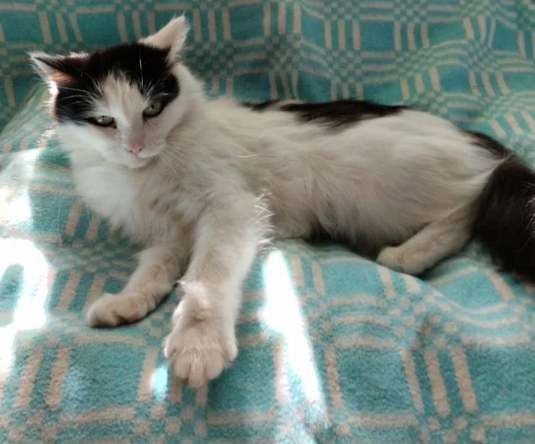 Пропала кошка в Сургуте — фото объявления