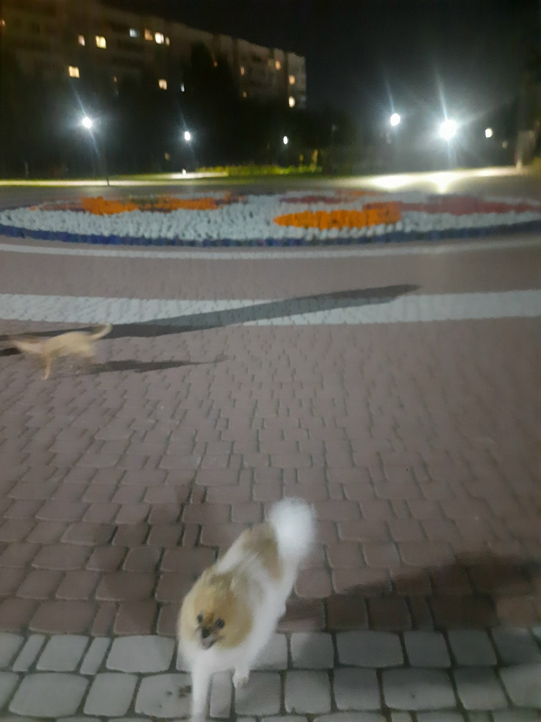 Пропала собака в Сургуте — фото объявления