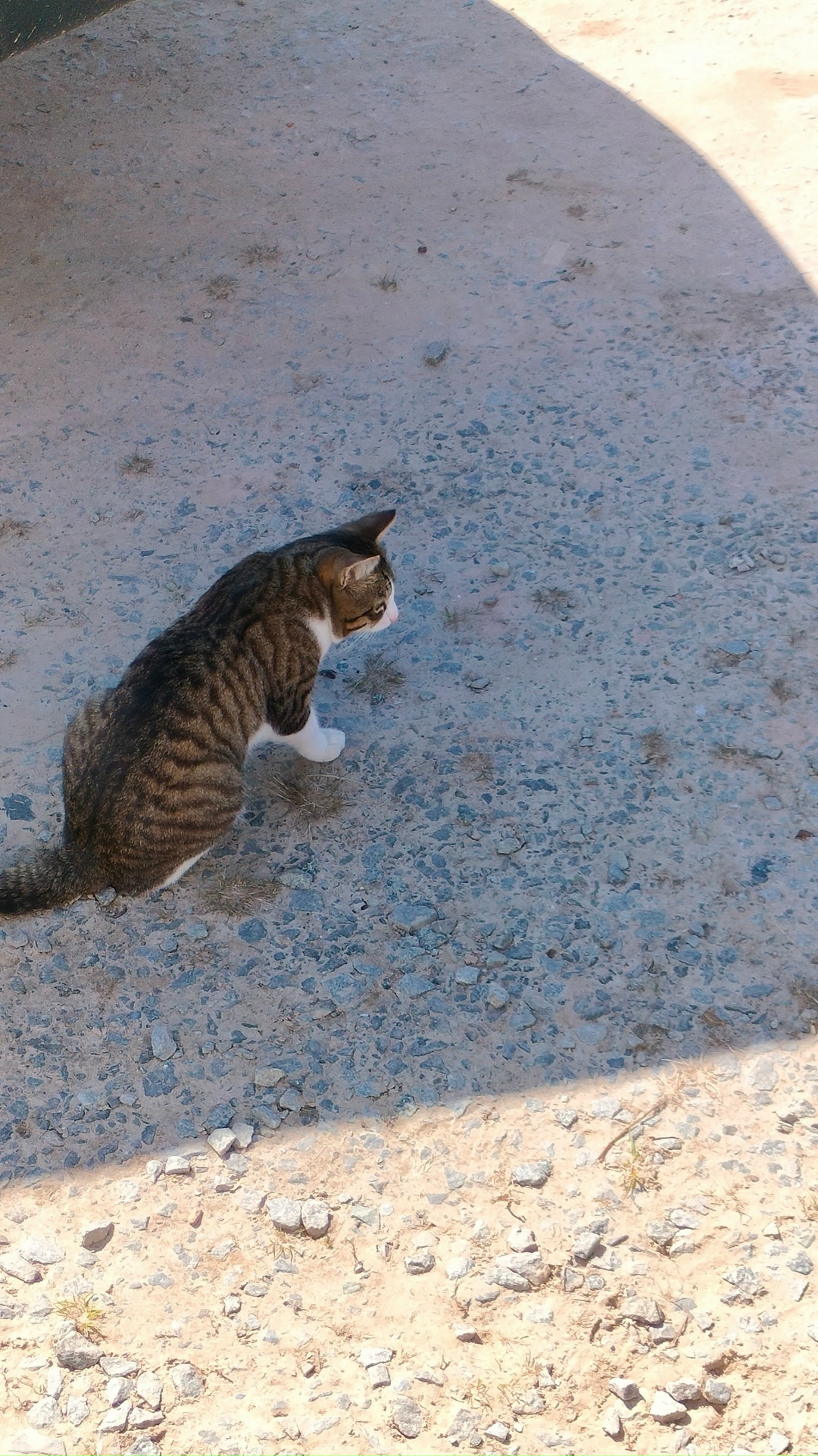 Пропала кошка в Сургуте — фото объявления