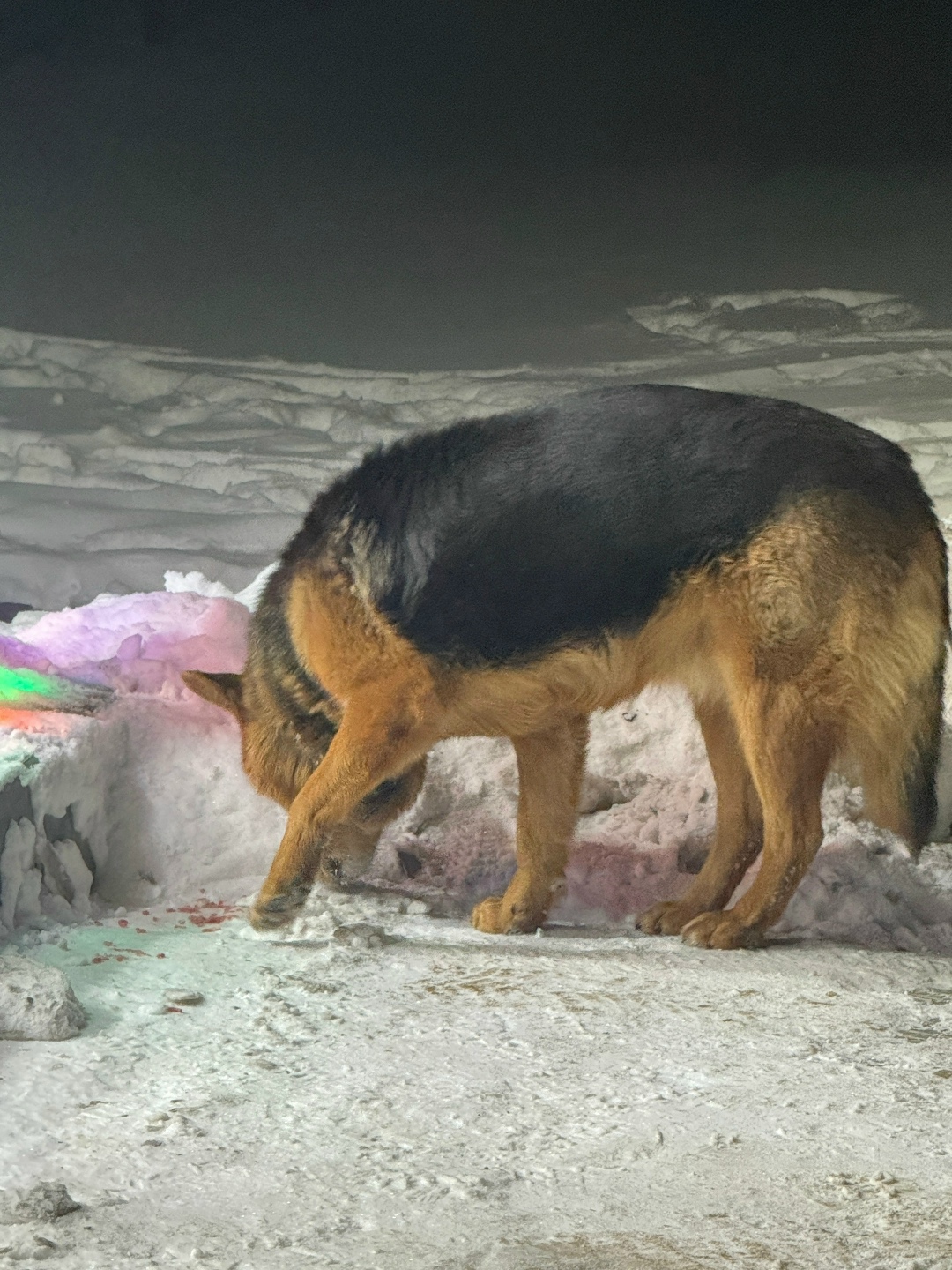 Пропала собака в Сургуте — фото объявления