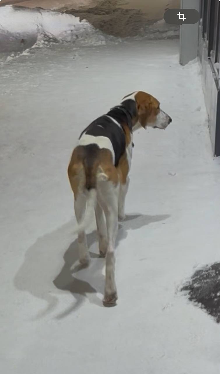 Пропала собака в Сургуте — фото объявления