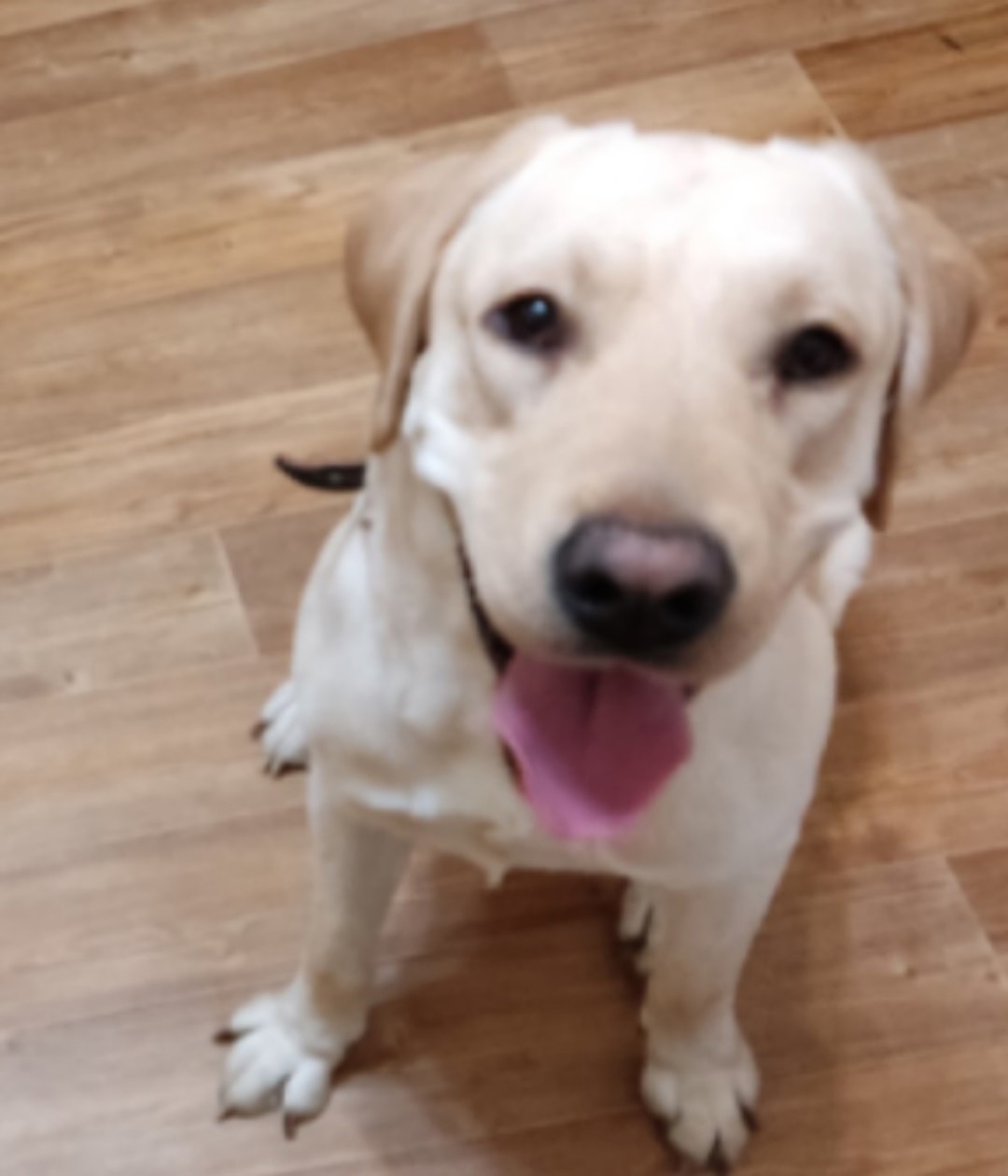 Пропала собака в Сургуте — фото объявления