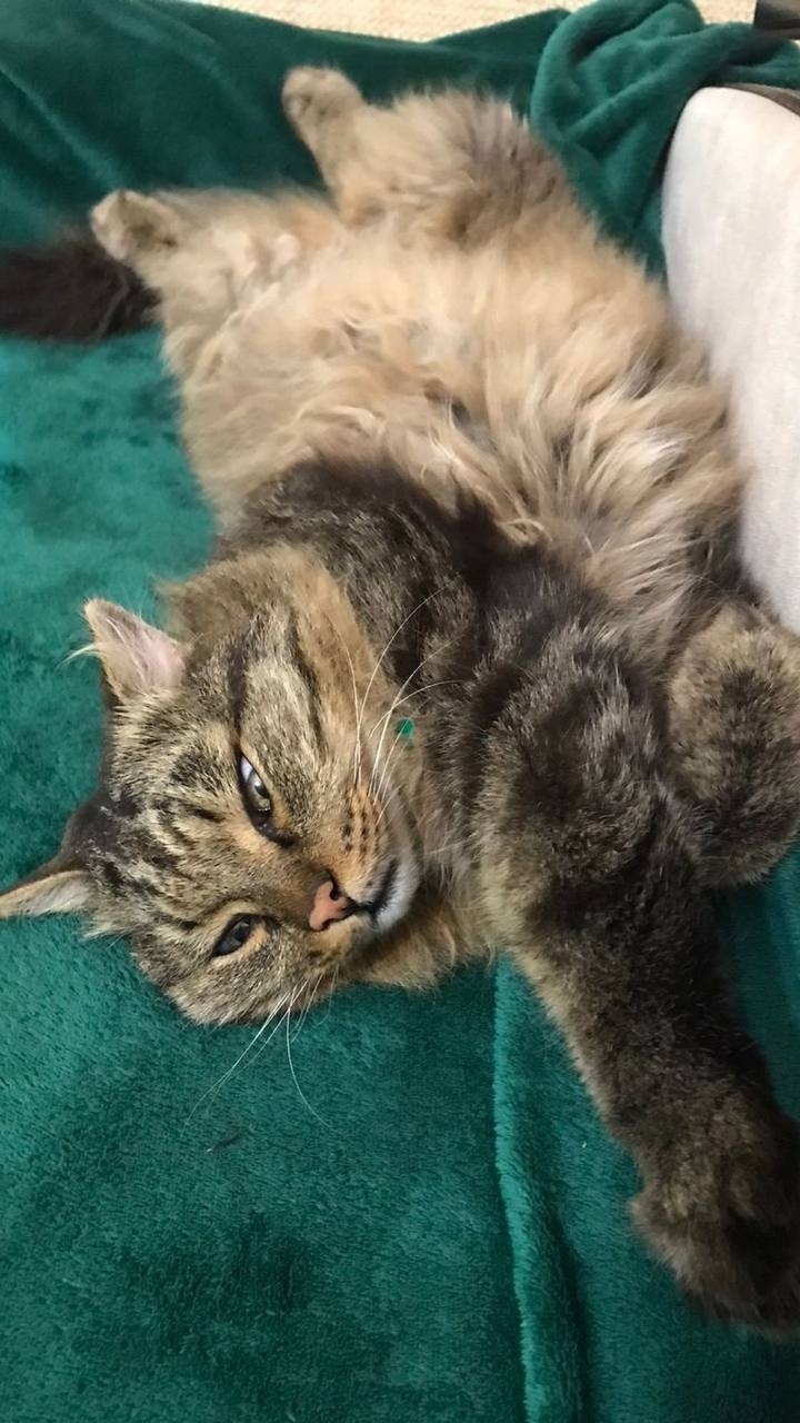 Пропала кошка в Сургуте — фото объявления