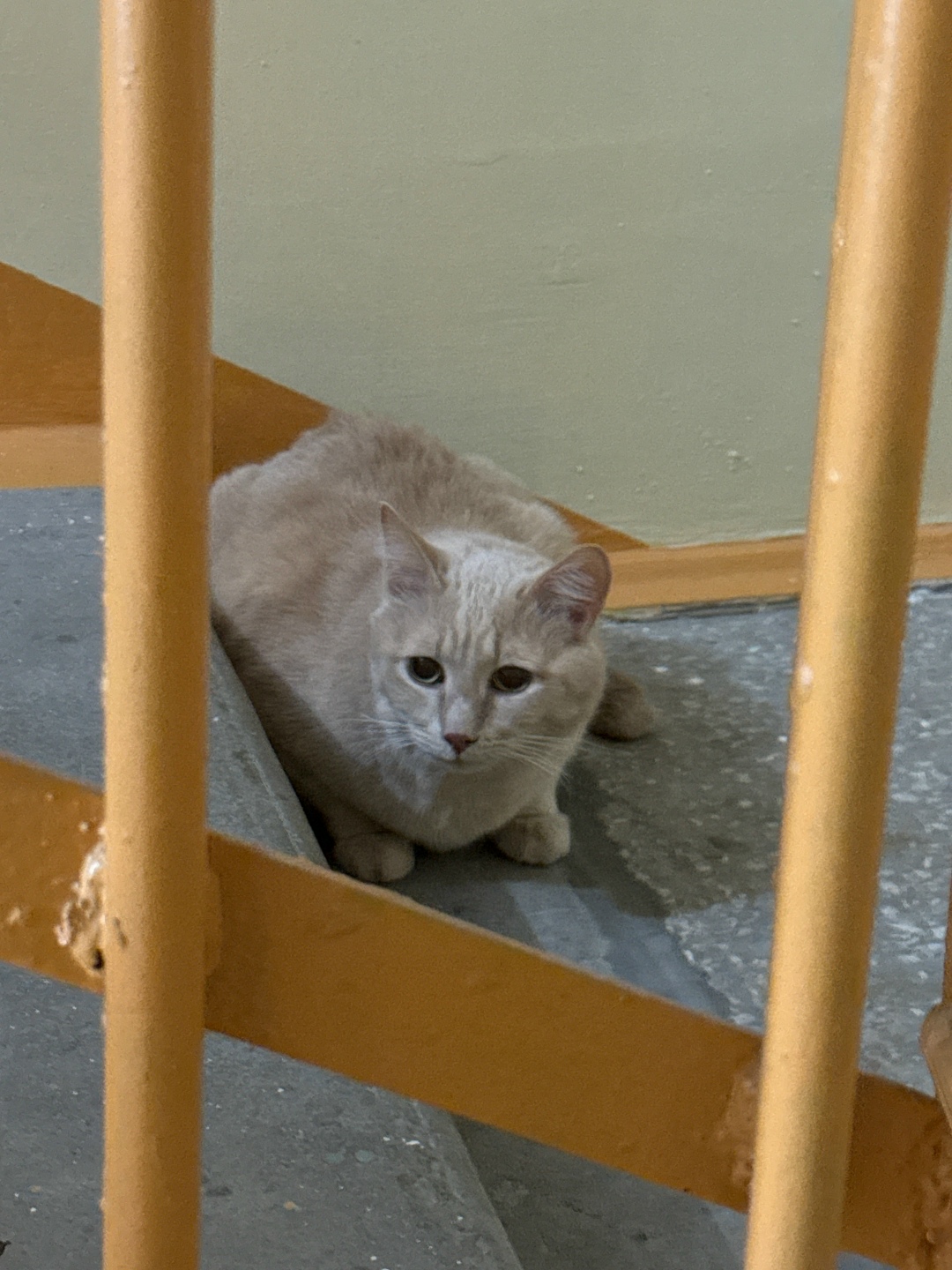 Пропала кошка в Сургуте — фото объявления