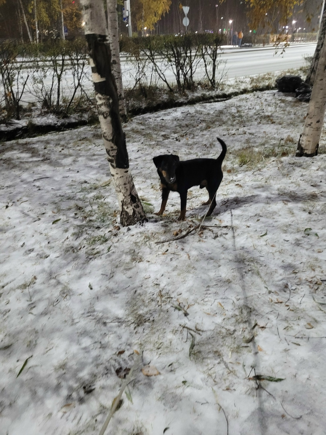 Пропала собака в Сургуте — фото объявления