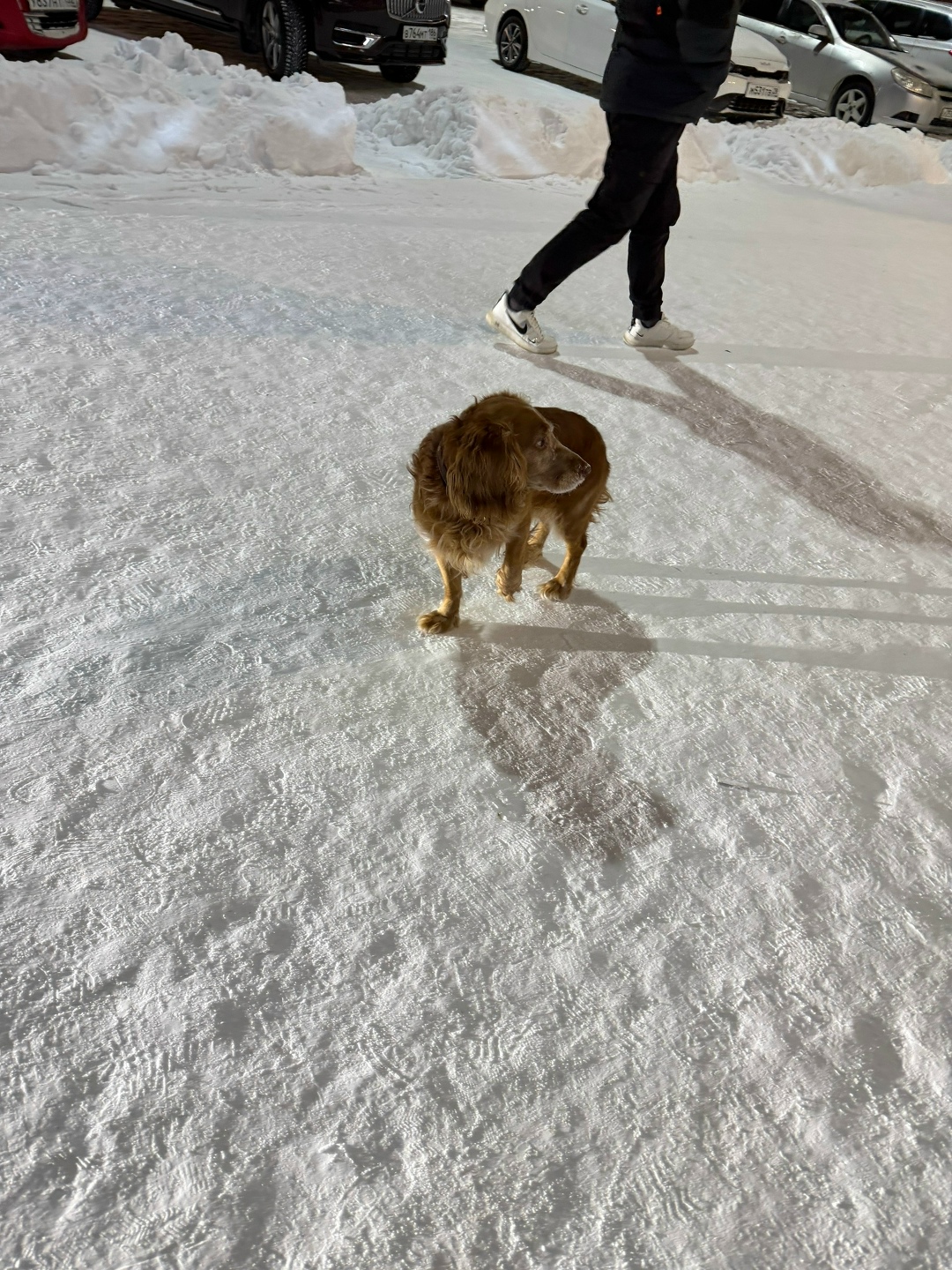 Пропала собака в Сургуте — фото объявления