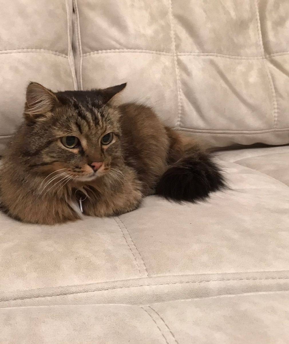 Пропала кошка в Сургуте — фото объявления