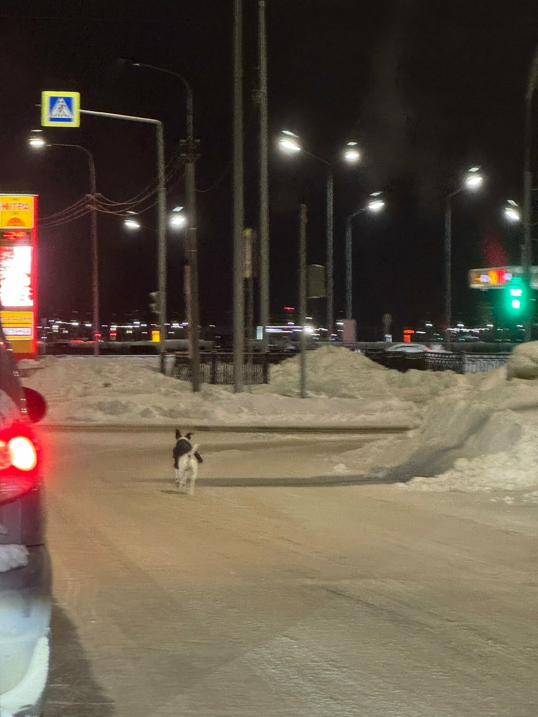 Пропала собака в Сургуте — фото объявления