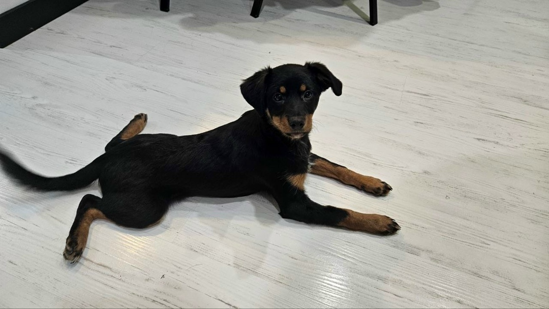 Пропала собака в Сургуте — фото объявления