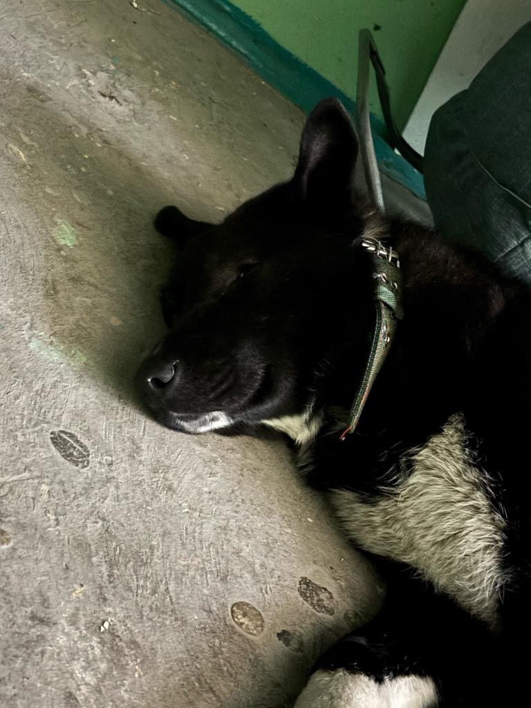 Найдена собака в Сургуте — фото объявления