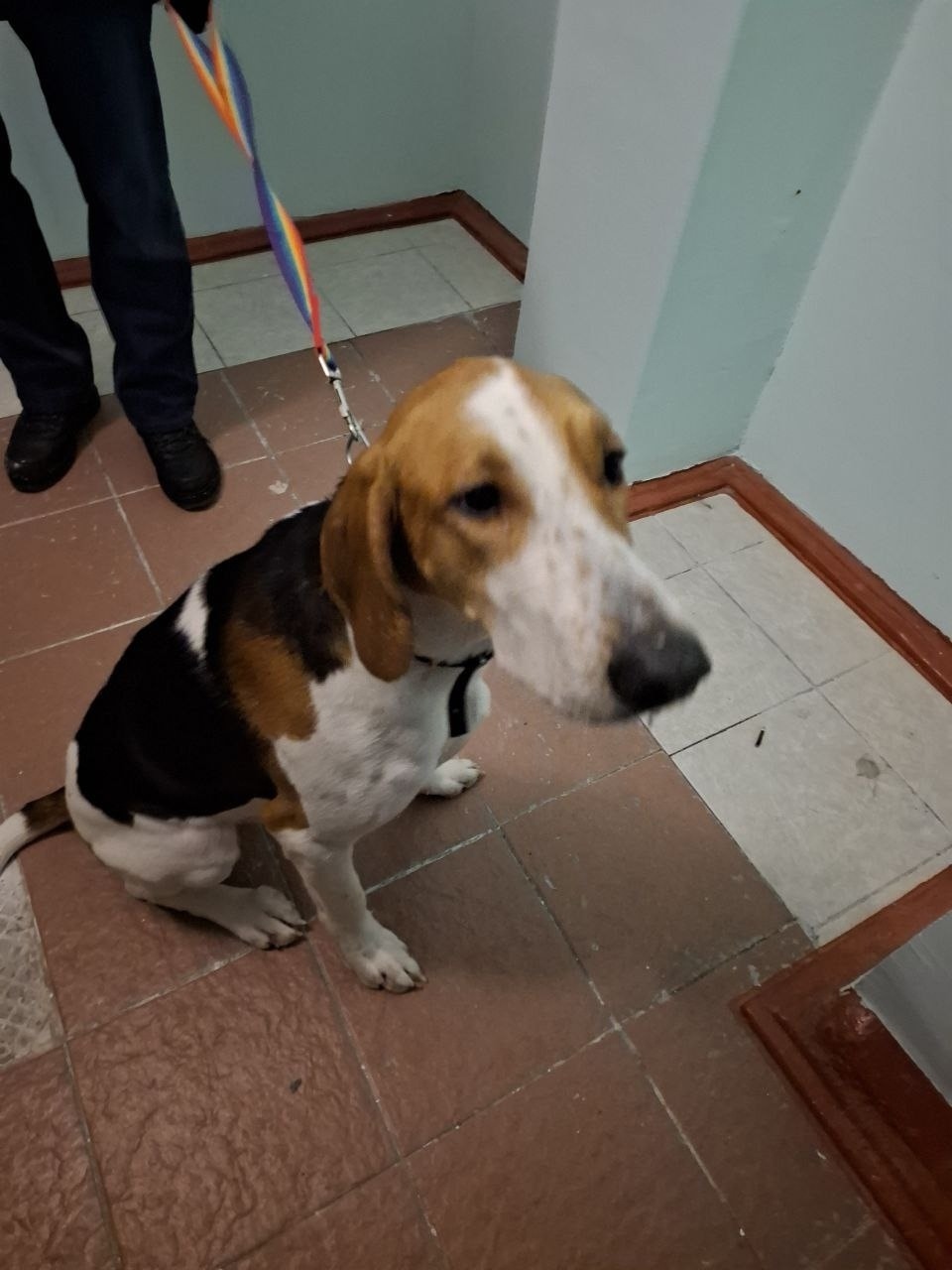 Найдена собака в Сургуте — фото объявления