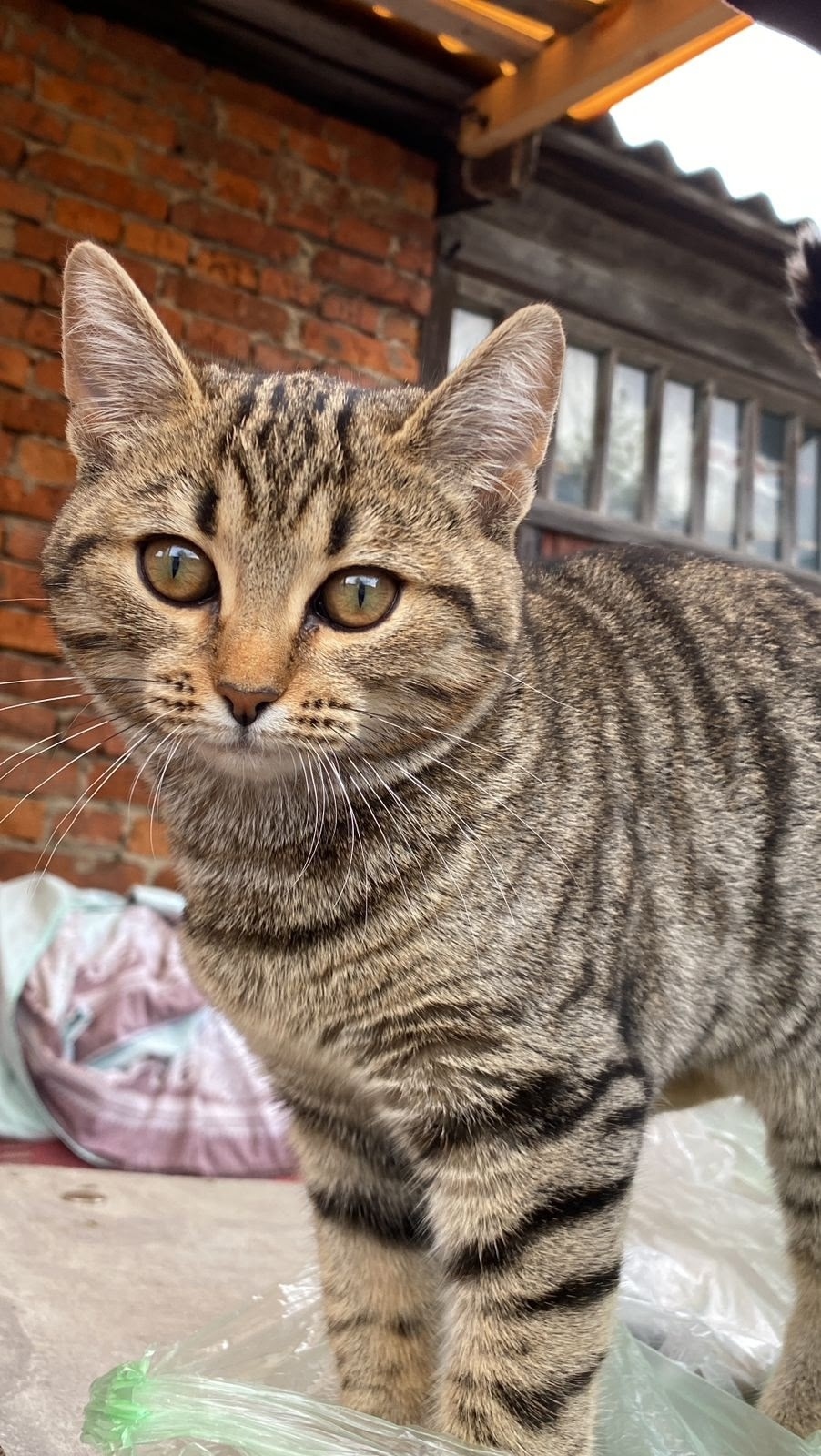 Пропала кошка в Сургуте — фото объявления