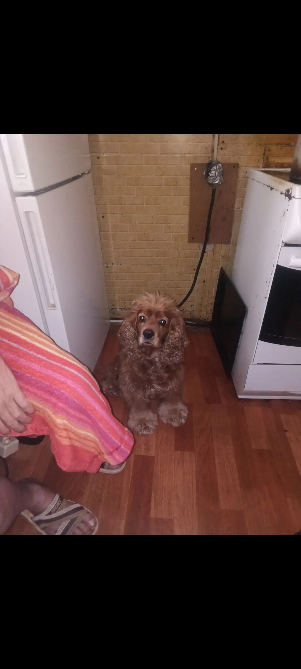 Пропала собака в Сургуте — фото объявления