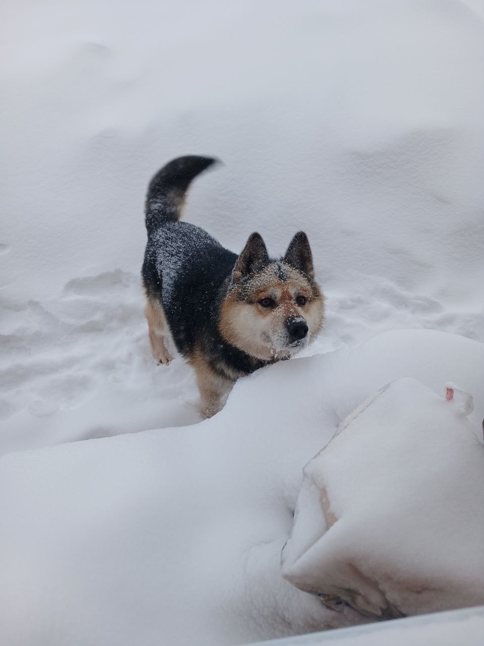 Найдена собака в Сургуте — фото объявления